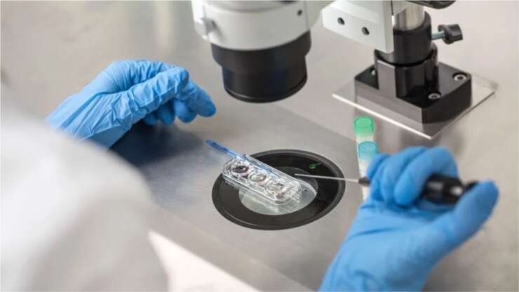 Blastocyst culture