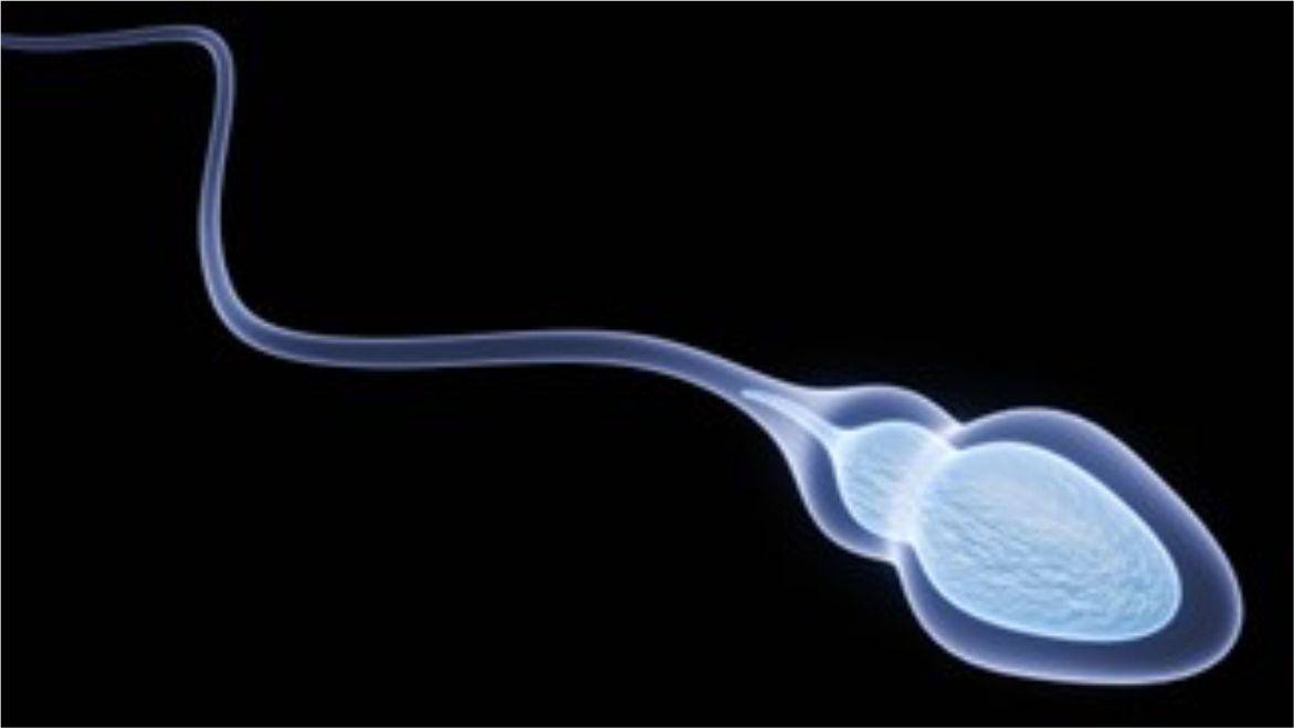 Testicular Sperm Aspiration (TESA)